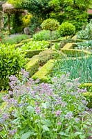Hillesley House, Gloucestershire, UK ( Walsh ) parterre vegetable garden with clipped privet hedging and Bay tree, Borage in foreground
