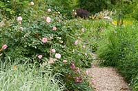 Hillesley House, Gloucestershire, UK ( Walsh ) Roses overhanging path in informal summer garden