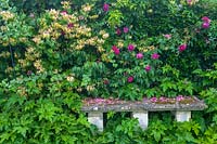 Hodges Barn, Gloucestershire, UK ( Hornby ) Rose and Honeysuckle ( Lonicera 'Serotina' ) with stone bench
