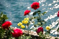 Isola Bella, Lake Maggiore, Piedmont ( Piemonte ) Italy. One of the Borromean Islands famous for beautiful scenic view. View across water with Roses in bloom