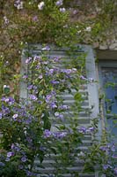 Isola Madre, Lake Maggiore, Piedmont ( Piemonte ), Italy.Solanum rantonnetii ( Blue Potato Bush ), growing across shuttered window