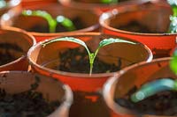 Tomato seedlings in pots in early spring