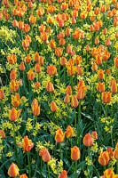 Tulipa 'Cape Cod' and Narcissus 'Hawera'