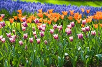 Keukenhof Gardens, The Netherlands. Large spring garden planted with bulbs
