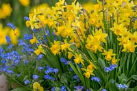 Spring Daffodils ( Narcissus 'Tete a tete' ) and Forget me Not
