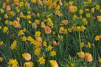 Colour co-ordinated spring bedding with tulips and Narcissus and Fritillaria