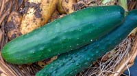 freshly picked Cucumber 'Long Green Ridge'