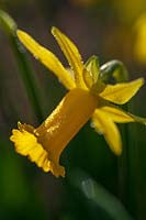 Daffodil in early spring ( Narcissus sp )