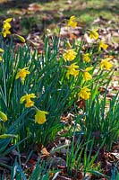 Clump of Daffodils ( Narcissus ) in spring sunlight