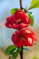 Ornamental Quince flowers in early spring( Chaenomeles sp )