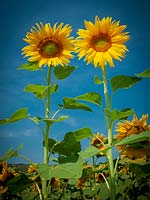 Sunflowers ( Helianthus annuus )