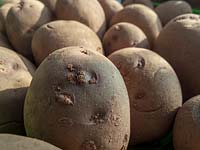 potatoes chitting in greenhouse in spring