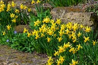 Early spring Narcissus ( Daffodils ) in rock garden