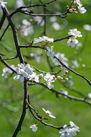 Prunus cerasifera 'Angustifolia Aureus',  Cherry blossom in spring
