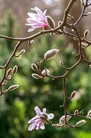 Magnolia 'Leonard Messel'