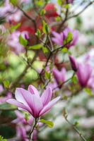Pink Magnolia in early spring