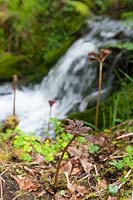 Rodgersia podophylla early spring foliage growing alongside stream