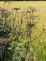Seedheads of Hogweed at edge of field in late summer