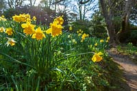 Daffodils ( Narcissus ) in early spring garden