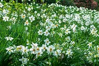 Narcissus poeticus 'var. recurvus' ( Pheasant's Eye Daffodil )