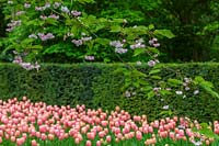 Keukenhof Gardens in spring.  Colourful spring border with Tulips, and cherry blossom