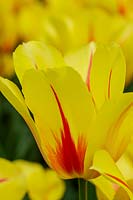 Tulipa 'Hocus Pocus'
