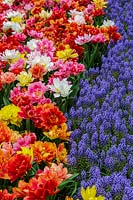 Keukenhof Gardens in spring.  Colourful spring border with tulips and Muscari armeniacum