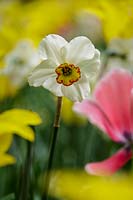 Pheasant's Eye Daffodil
