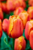 Tulipa 'Prins Willem Alexander'