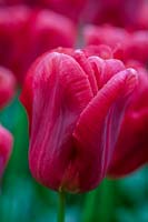 Tulipa 'Colour Mistic'