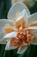 Narcissus 'Delnashaugh'