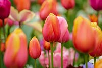 Keukenhof Gardens in spring.  Colourful spring border, orange tulips