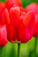 Tulipa 'Spring Song'
