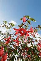 Fuchsia magellanica, ( hummingbird fuchsia or hardy fuchsia )