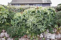 Aeonium plants growing in stone wall in the temperate climate of St Marys, Isles of Scilly