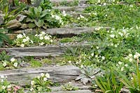 Primroses grow around railway sleeper steps in spring garden