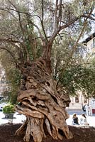 Ancient olive tree in Plaza de Cort, in Palma, Mallorca, Spain.