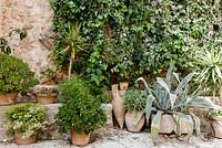 Houseplants and succulents in terracotta pots outside houses in Pretty village of Fornalutx, near Soller, Mallorca, Spain