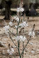 Asphodelus ramosus, also known as branched asphodel