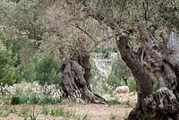 Asphodelus ramosus, also known as branched asphodel growing amongst the olive groves in Northern Mallorca