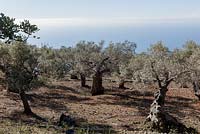 Ancient olive groves near Valdemossa, Northern Mallorca, Spain