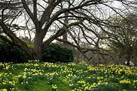 Daffodils in spring time at Kew Gardens, London, UK