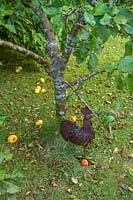 Pinsla Garden, Cornwall, UK. Late summer, ornamental metal 'chicken' beneath apple tree