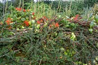 Pinsla Garden, Cornwall, UK. Late summer garden with informal planting, Cotoneaster horizontalis hedge and fence