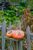 Rosemoor Garden, ( RHS ) Devon, UK. Gourds in autumn