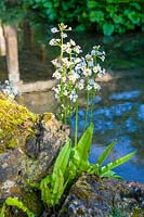 White Candelabra Primula next to quiet pond