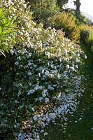 The Moult, Salcombe, Devon,UK ( Owner R. Seal ). Summer garden by the sea. White Cistus with fallen petals
