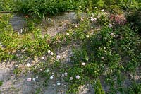 The Moult, Salcombe, Devon,UK ( Owner R. Seal ). Summer garden by the sea. high wall covered in climbing roses