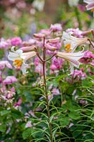 Lilium regale ( Regal Lily )
