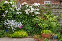 18 Queens Gate, Bristol, UK ( Sheila White ) small town garden in summer. wooden boundary fence covered with rosa 'Iceburg' and other climbers